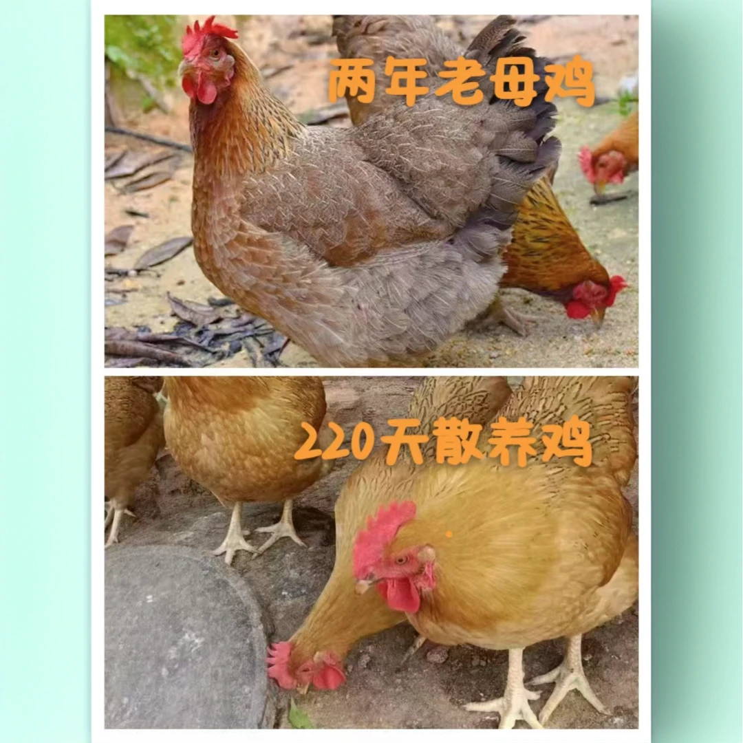 1只两年老母鸡+1只200天散养土鸡（母）两只宰好净重5.5斤以上【顺丰包邮】