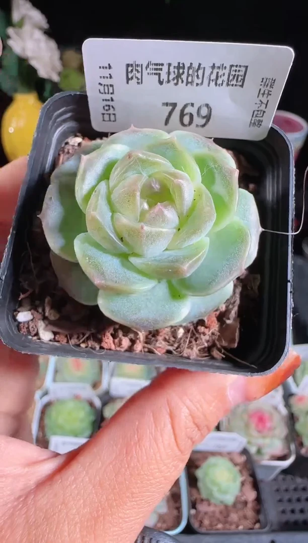 1116-769bl-8群生不包整