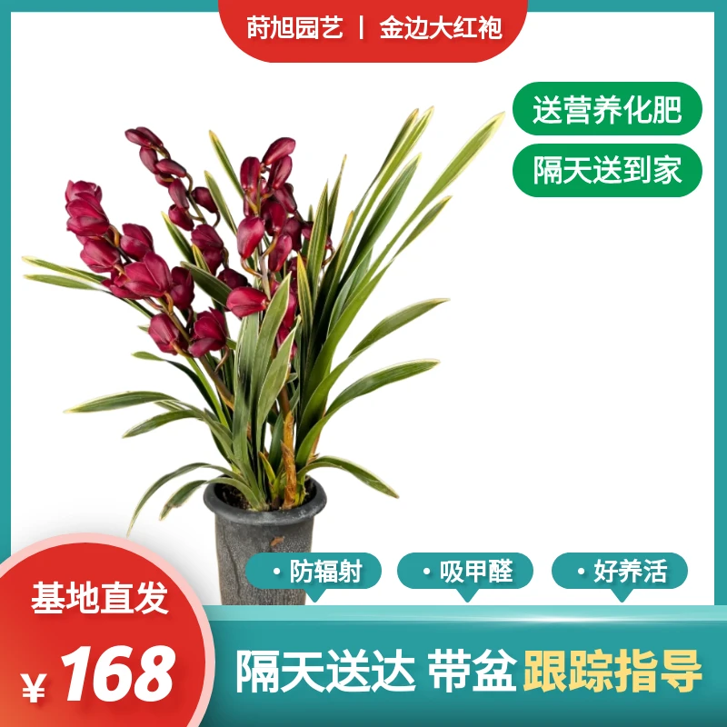 【金边大红袍】大花蕙兰，叶长碧绿，豪放壮丽，既有国兰之幽香典雅，又有洋兰的丰富多彩，是世界“兰花新星”