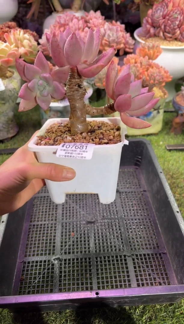 【闪购商品】07681