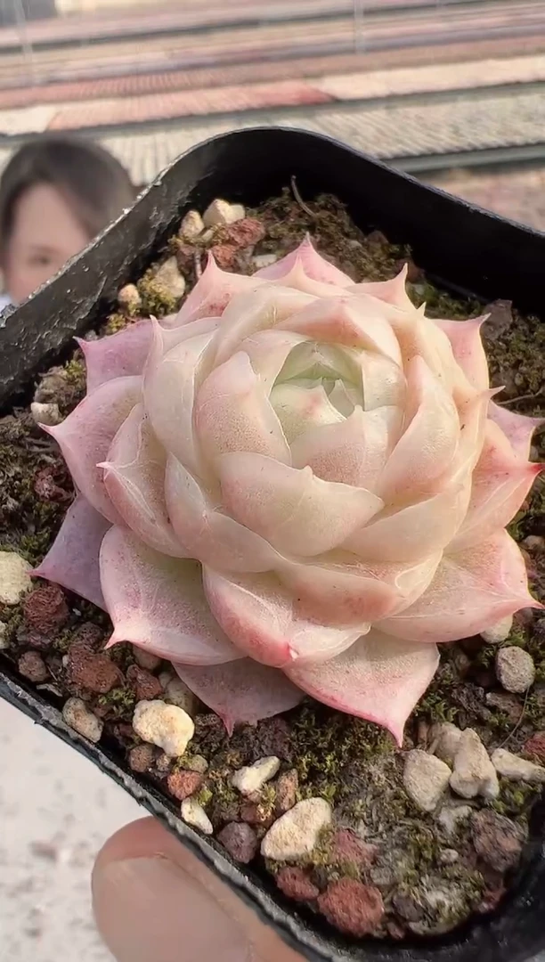 【闪购商品】新款多肉-299