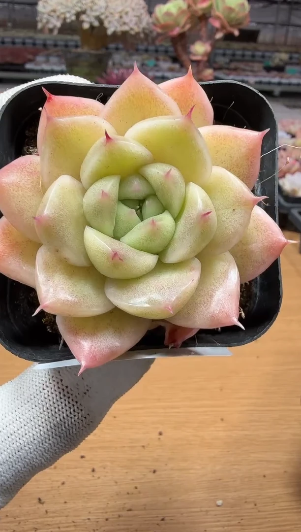 东云多肉园二店-52