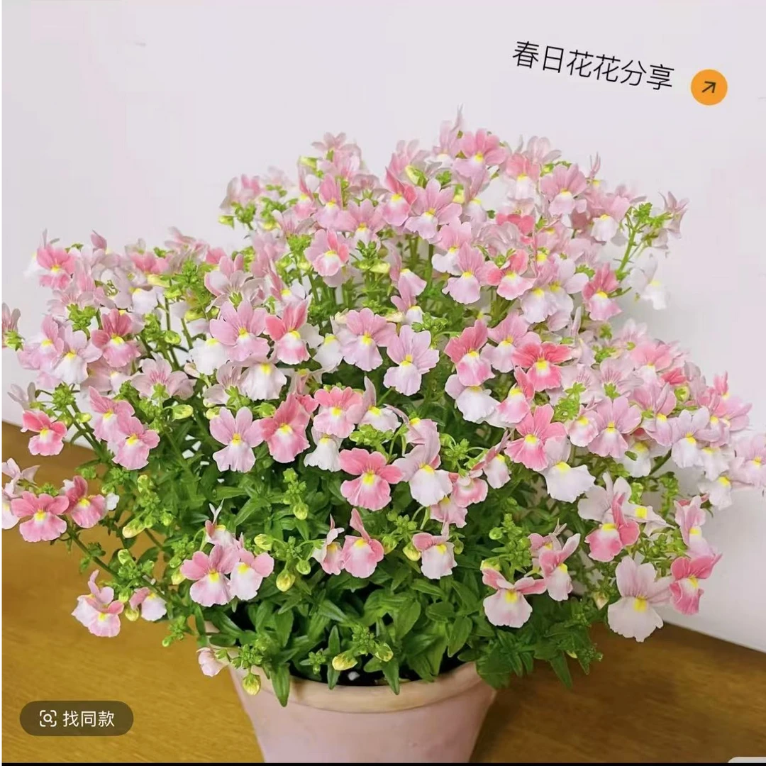 【龙面花】庭院芳香开花爆盆机器进口花卉