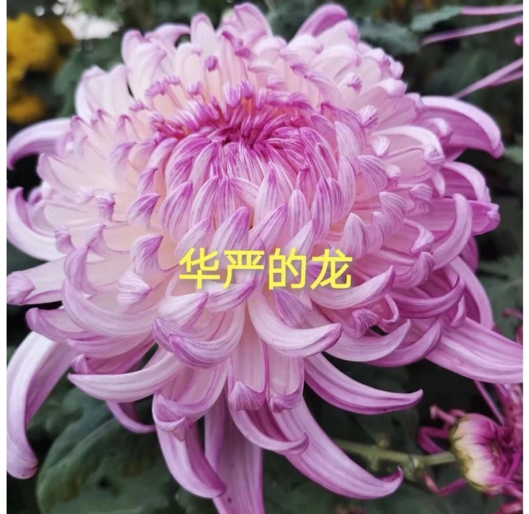 【华研的龙】成品大菊花 八九月开花 对版基地直发