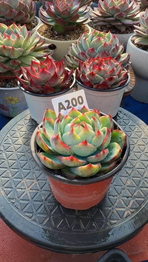 【闪购商品】A200惊鸿仙子（裸根发货）