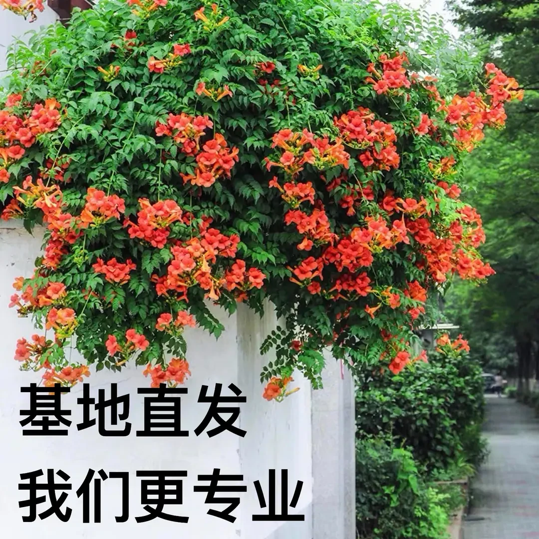 爬藤凌霄花苗庭院耐寒耐热老桩俄罗斯室外中华地栽盆栽阳台好养活