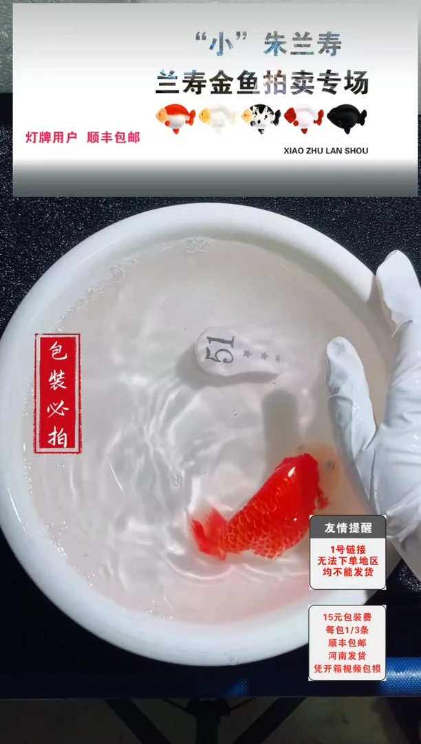 金鱼金鱼金鱼没拍包装顺丰到付1~3条每包22号