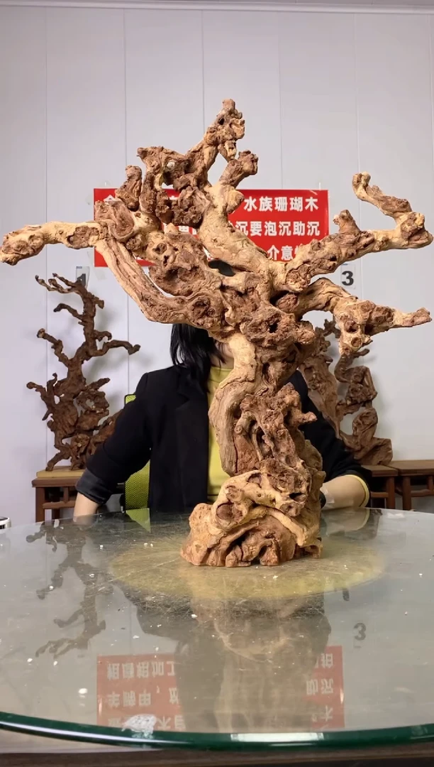 【闪购商品】木140金丝红木 羊蹄甲