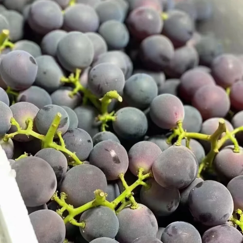 巨峰葡萄/1串约1.5斤左右云南省