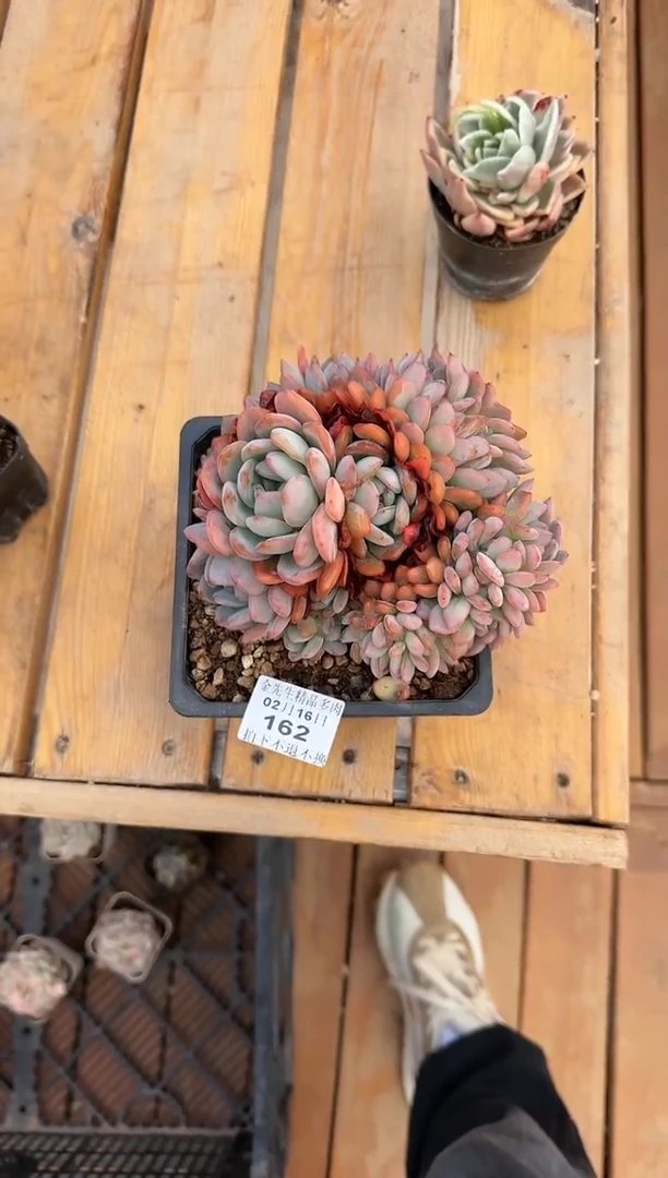 【闪购商品】0216-162全明星大群