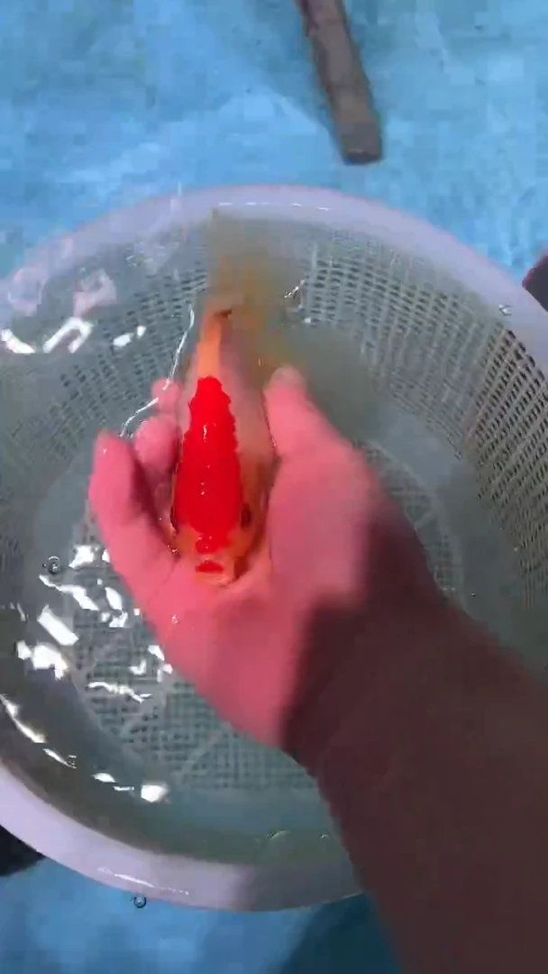 金鱼2单包邮  售后开箱视频