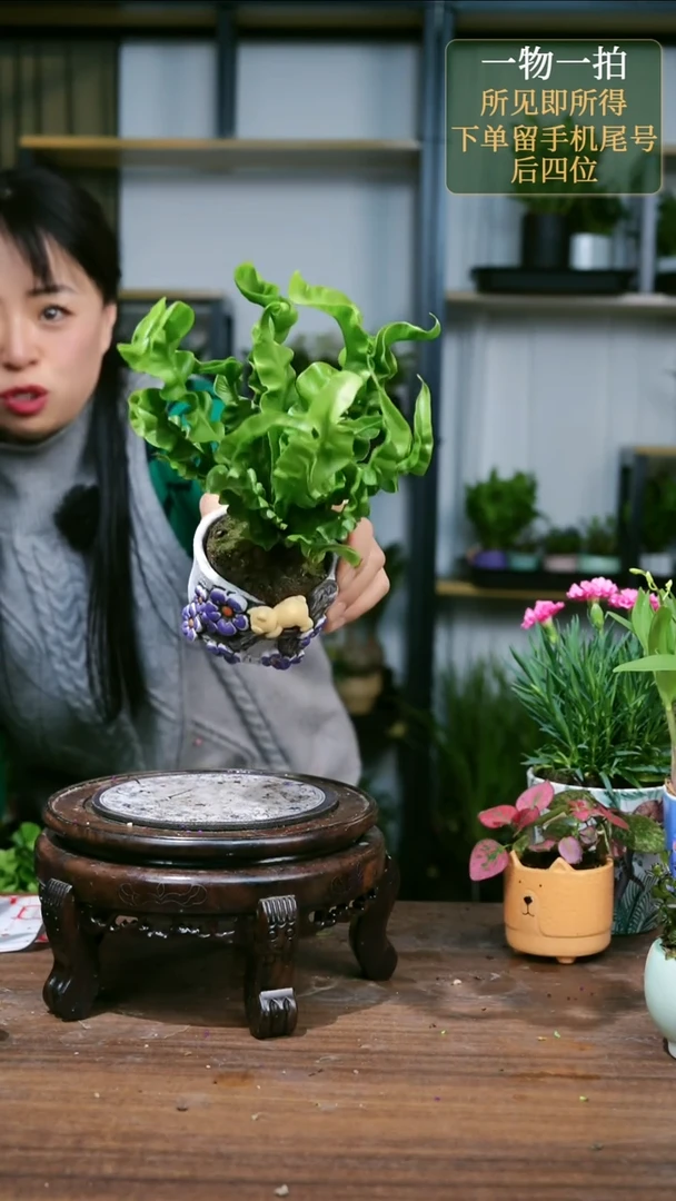 【闪购商品】9火焰鸟巢蕨熊随机