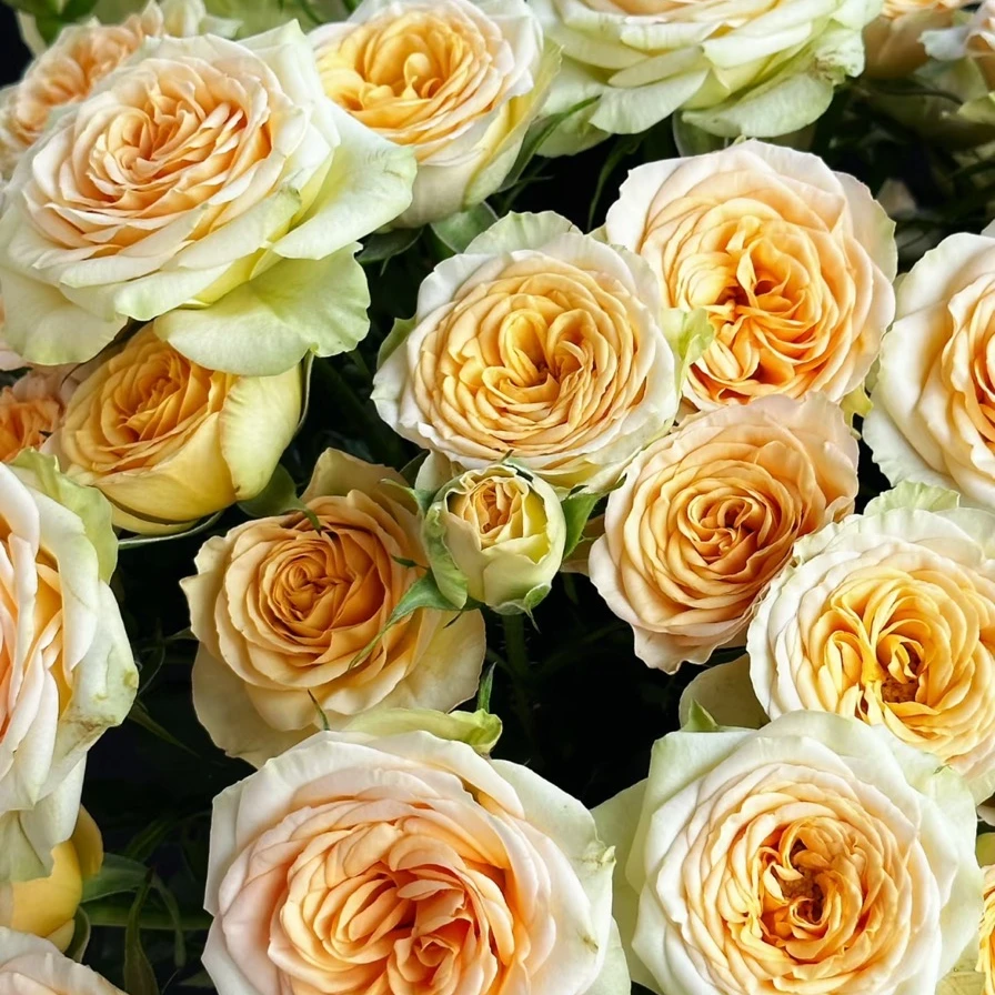 （高品质玫瑰）多头牛油果云南基地直发