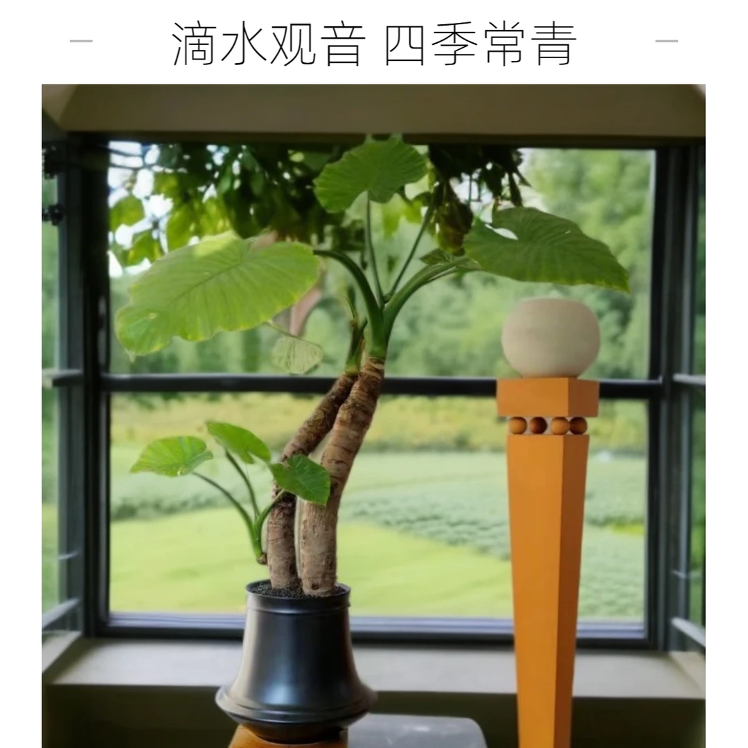 滴水观音~四季常青南北方均可栽种净化空气绿植