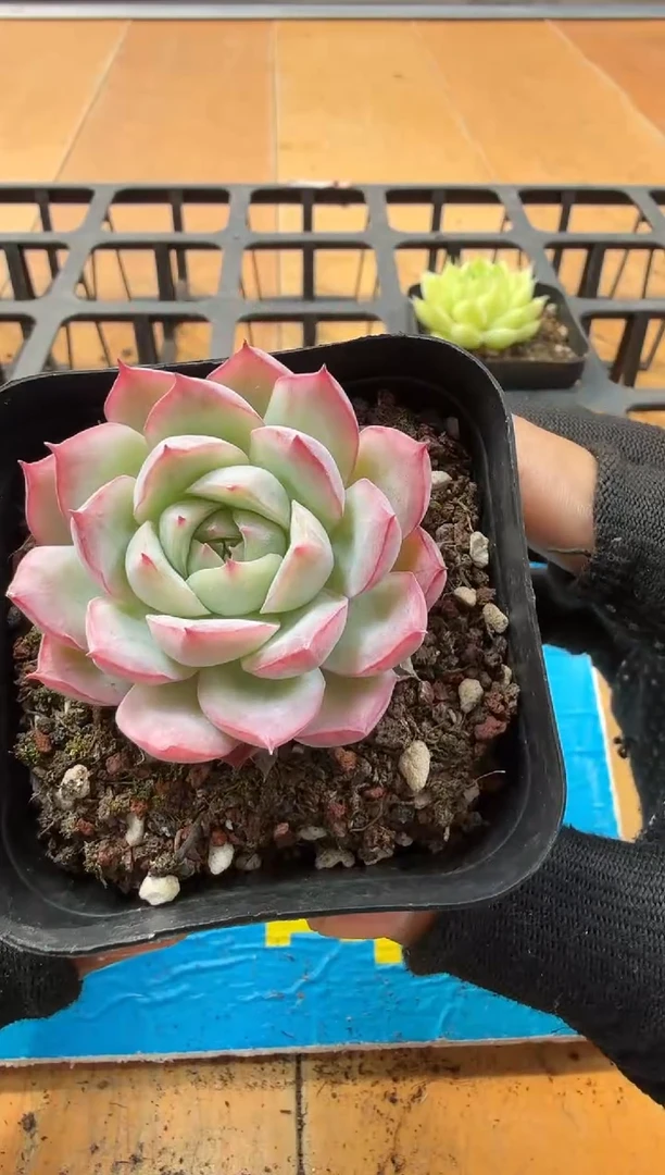 东云多肉园二店-67