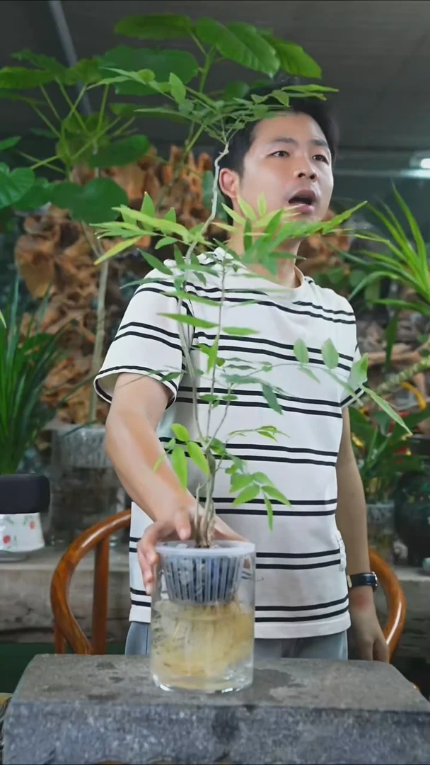 完全开放菩提065+