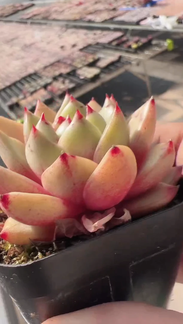 【闪购商品】新款137（黄金甲）