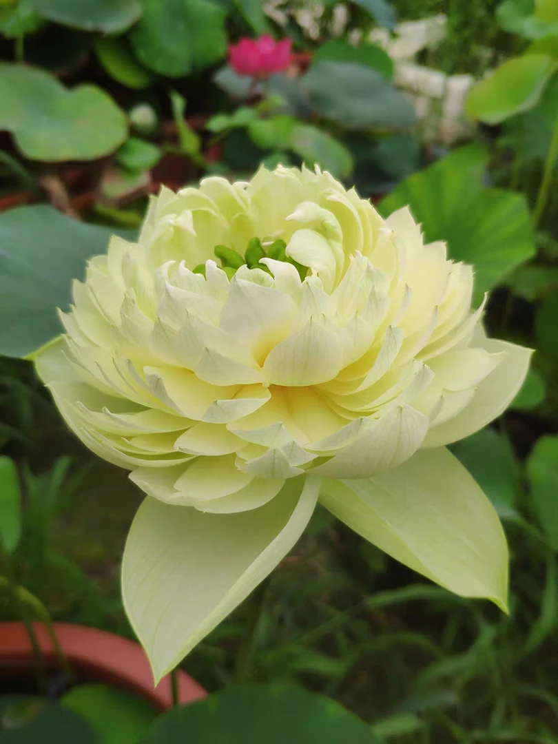 【金苹果】盆栽荷花带花包当年开花盆栽池栽套养