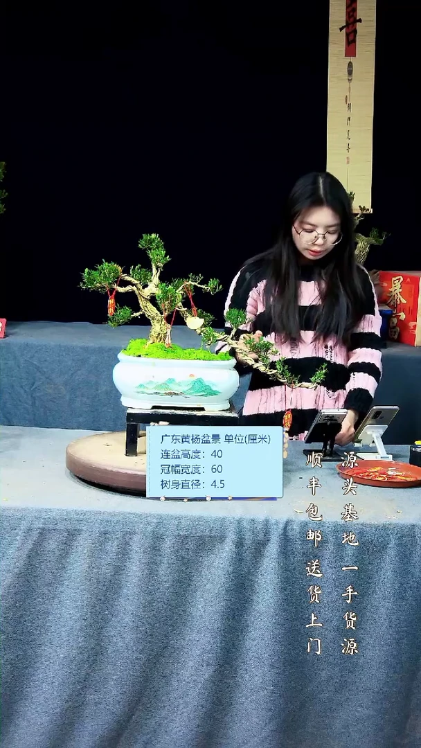 【闪购商品】黄杨盆景黄杨盆景