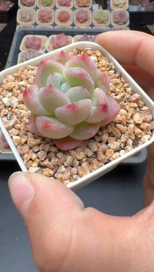 【闪购商品】941A物拍多肉带盆土6.5杯拍3颗包柚