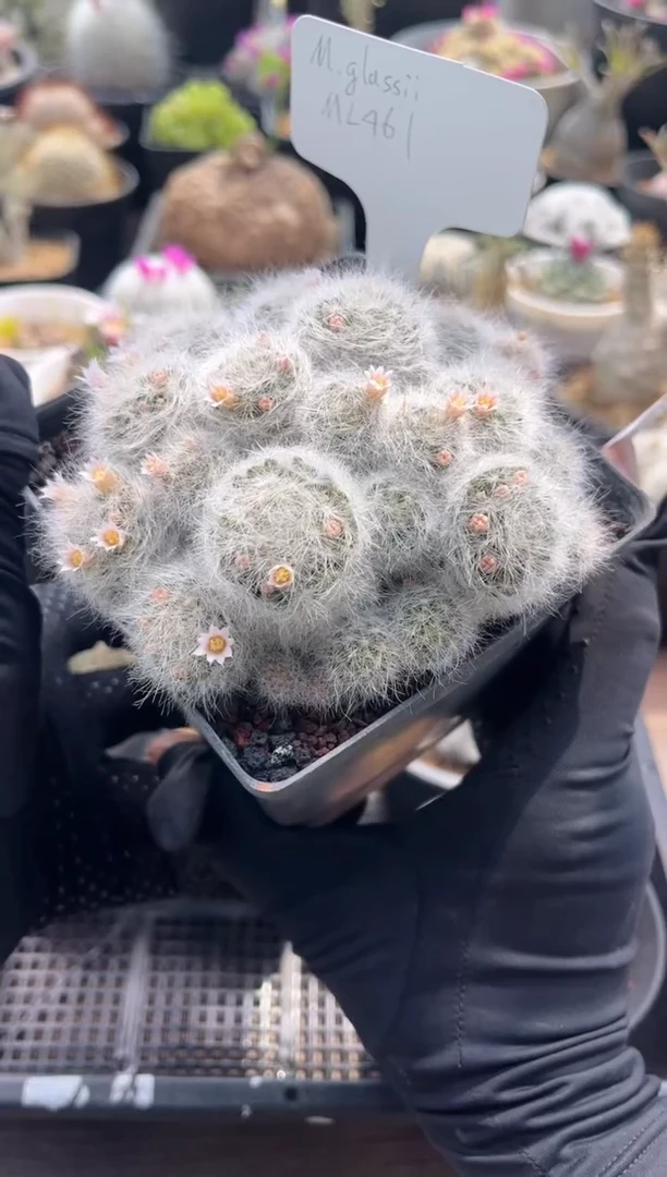 专拍原始惑星群111