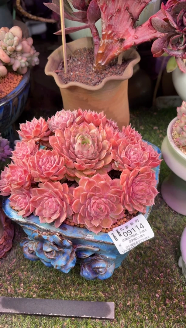 【闪购商品】09114