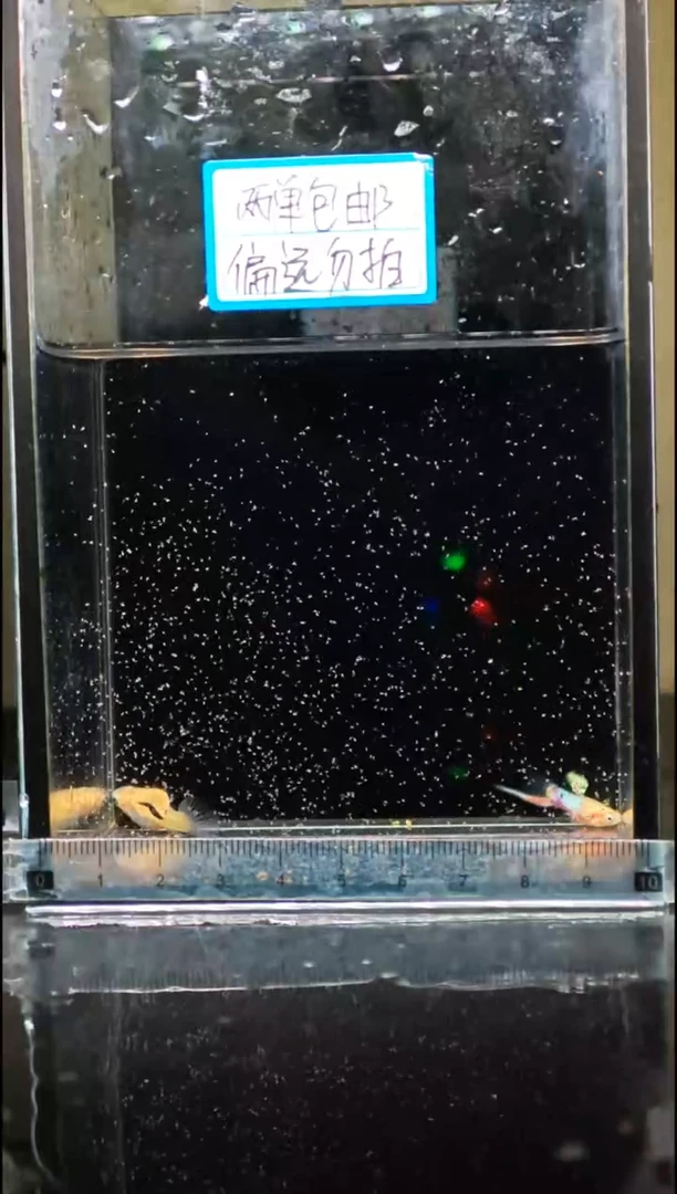 孔雀鱼黄化法兰星底剑孔雀鱼1对