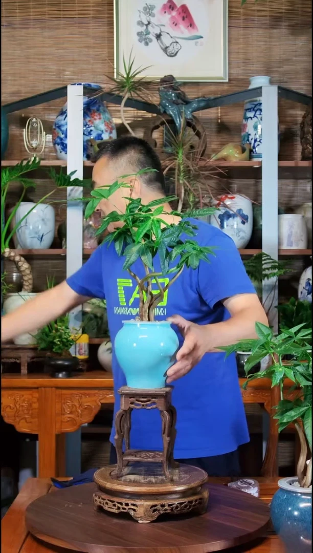 无花朵天*水之韵水培发财树