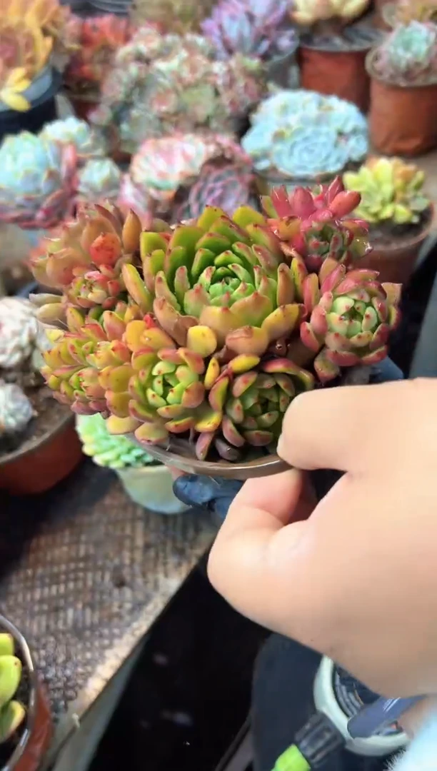 那**芳多肉植物一物一拍13453