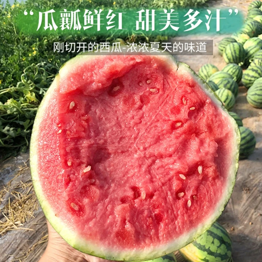 麒麟瓜整颗9-10斤 内蒙古自治区