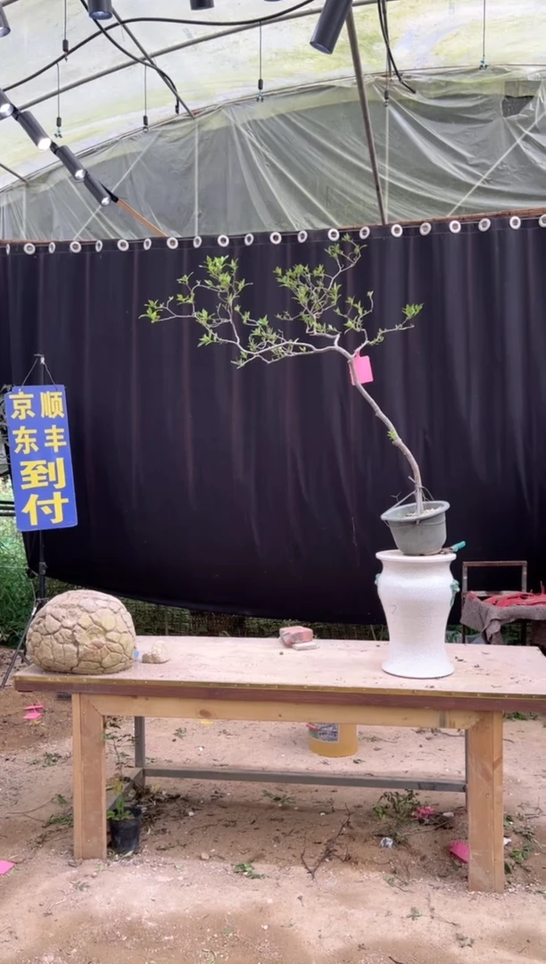 当前无花朵，栽培后可花朵大***华海岛栀子花