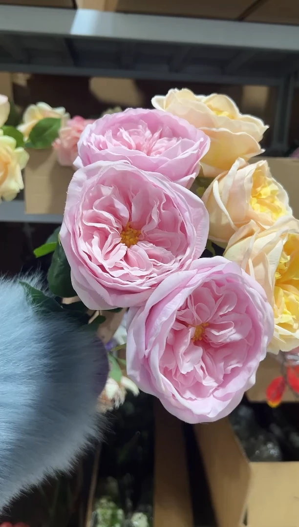 3枝香槟3枝粉色朱丽叶