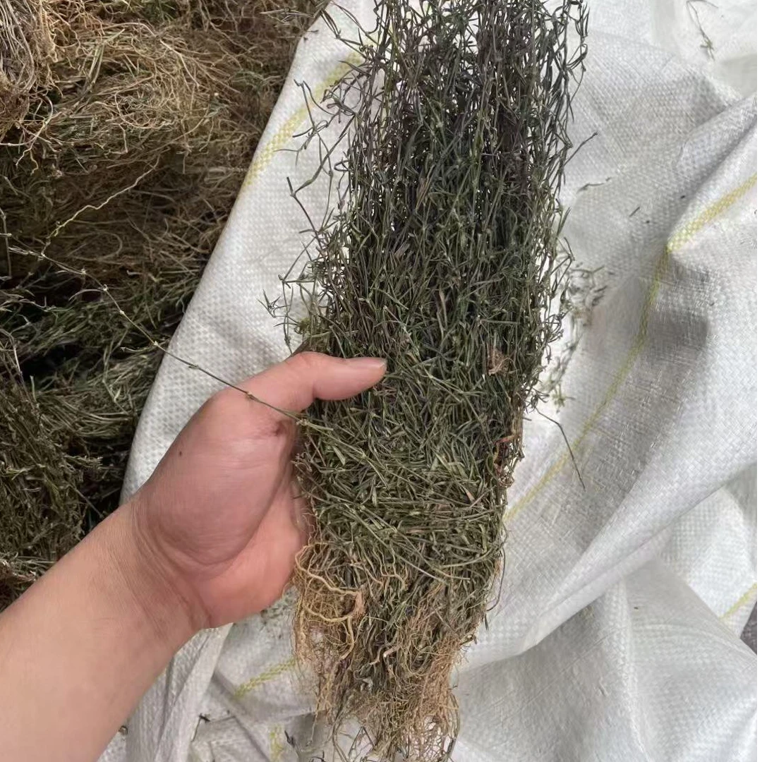 潮汕特产精选蛇舌草500g