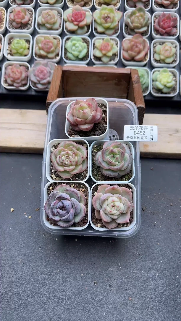 珍妮杂交多肉B452