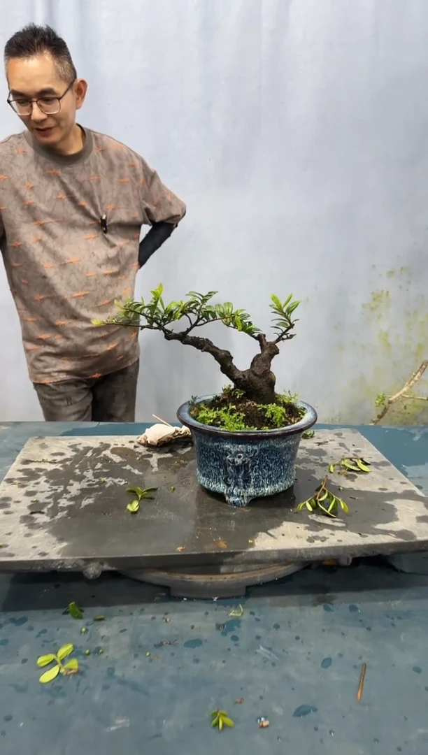 无花朵翠米茶翠米茶翠米茶翠米茶翠米茶