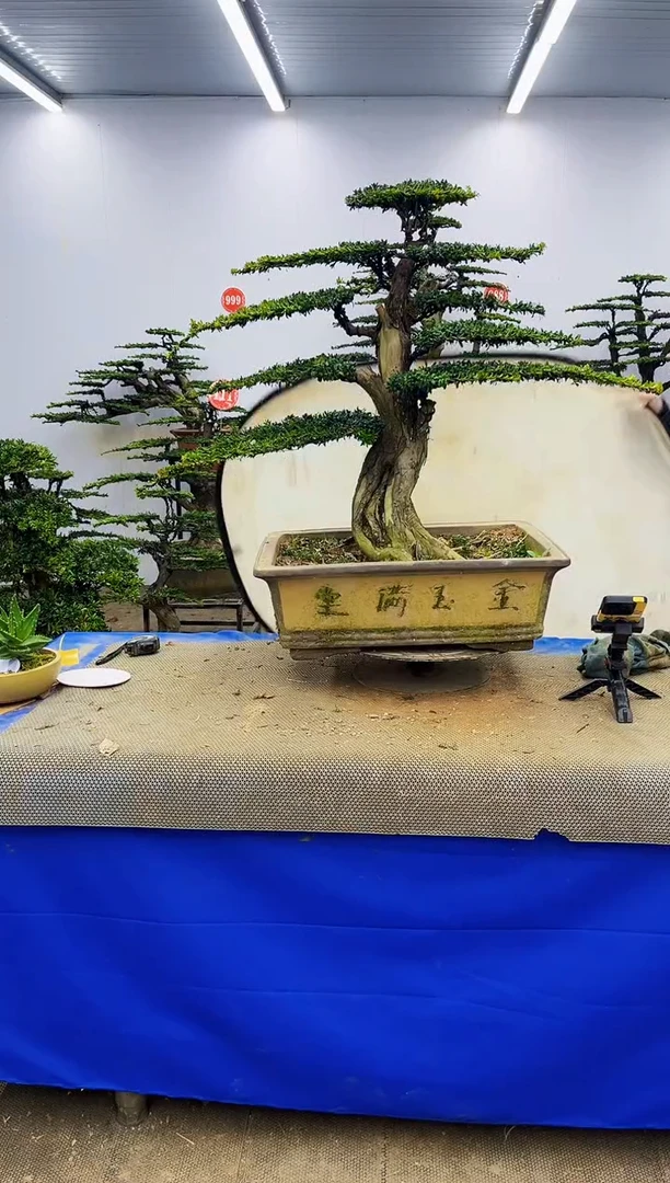 完全开放张****理一物一拍，所见即所得