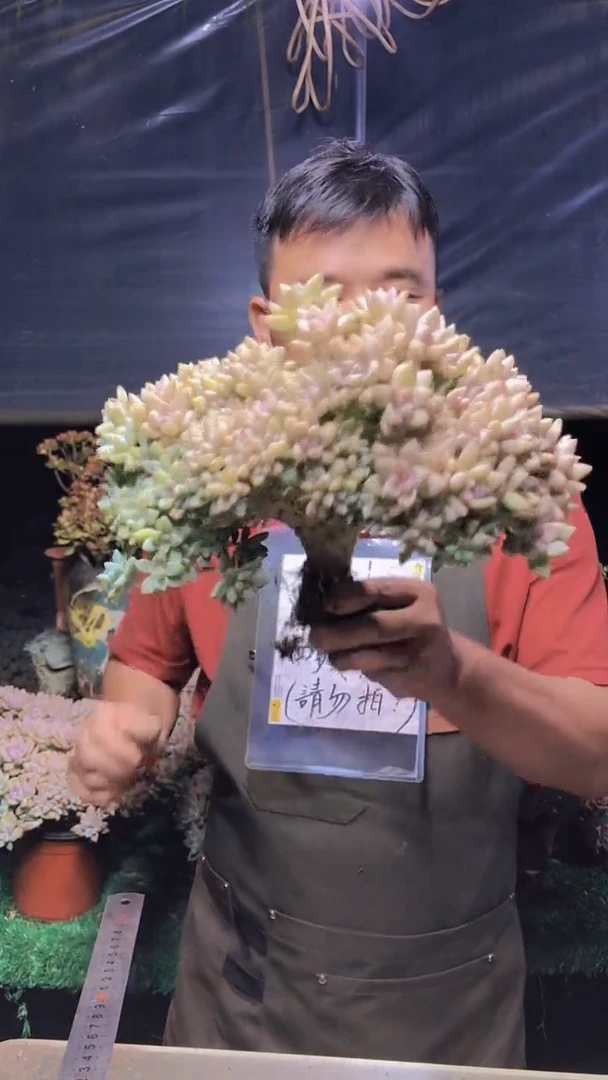 185淡雪缀化一物一拍
