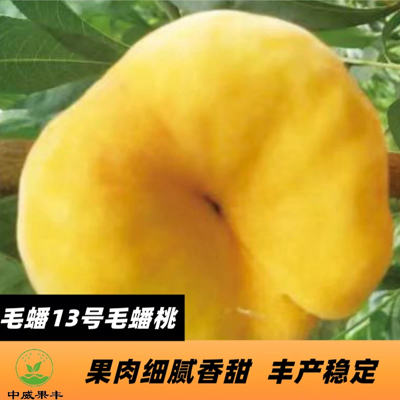 毛蟠13号7月初成熟  不裂果  不炸心  果肉细腻香甜   丰产稳产