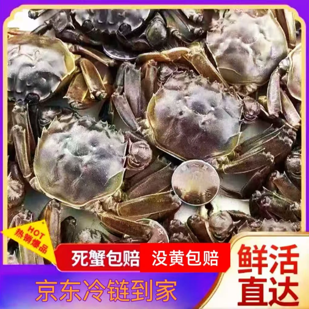 【活蟹】全母蟹1.5-1.6两/只 盘锦河蟹 拍10只送1只 京东次日达