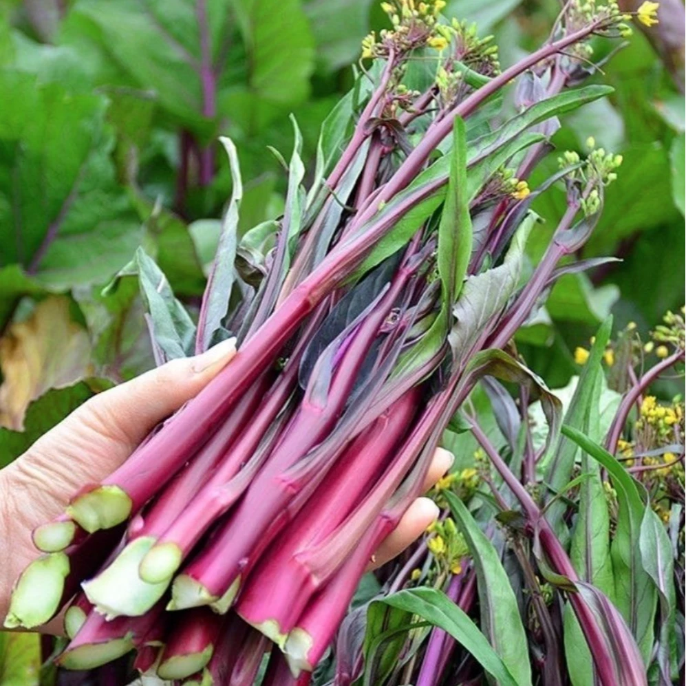 【拍2送1】红菜苔种子 家庭种植 可盆栽可地栽