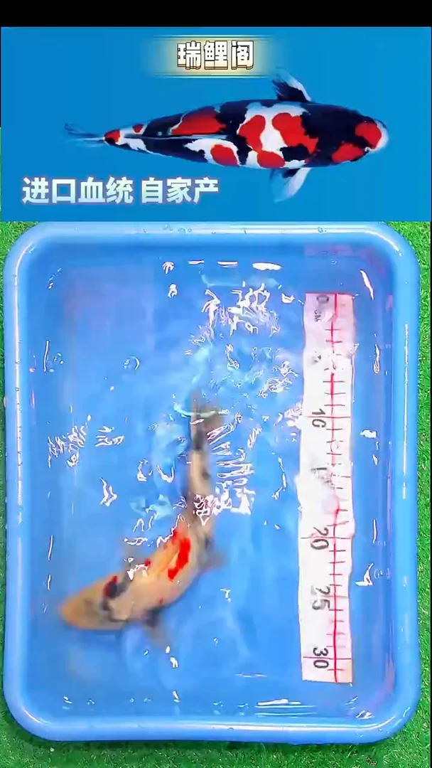 锦鲤瑞鲤阁精选--31