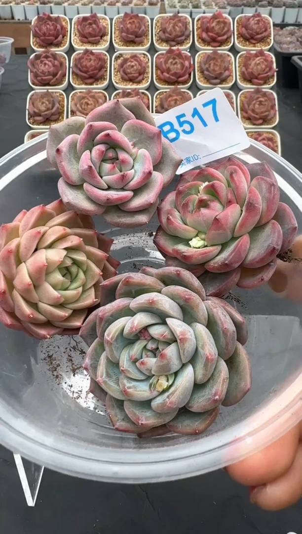 【闪购商品】517号一物一拍4-7cm包邮4颗