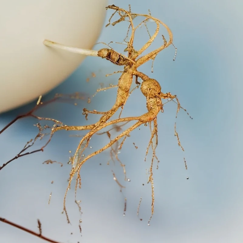 长白山鲜原生态鲜参带芽孢