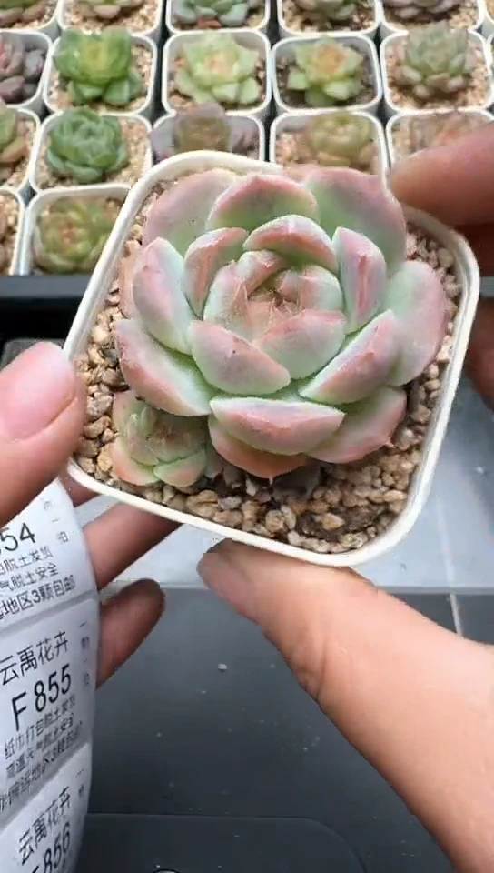 853F云禹多肉植物 默认脱土纸巾打包 3颗包邮