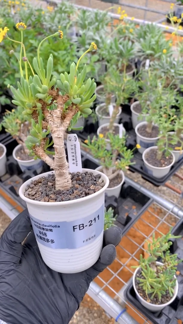 【闪购商品】卡拉菲厚敦菊FB-211