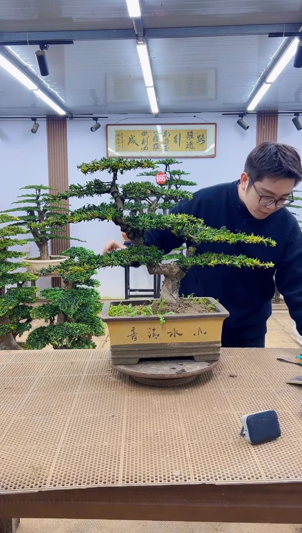 无花朵00000000000