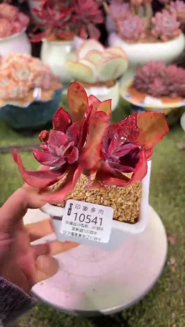 【闪购商品】10541