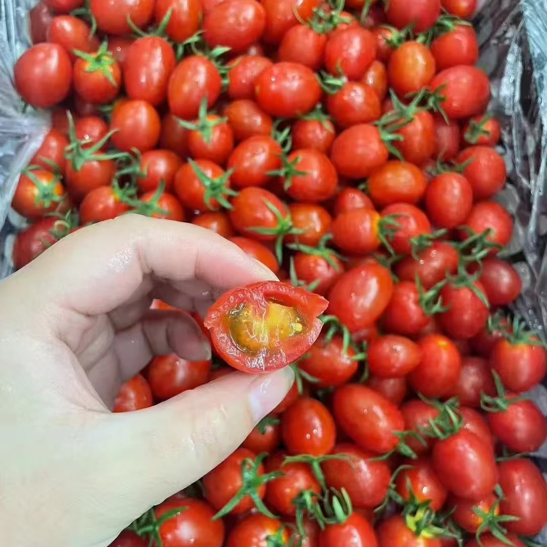 【一斤±50g】玲珑小千禧圣女果（超甜）番茄同城送玲珑山西省
