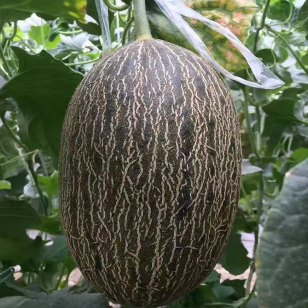 【小漠严选】正宗甘肃沙漠黑金斗牛蜜瓜