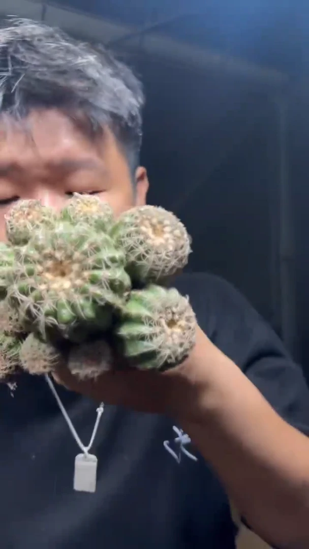 实生根 多头 眩美玉